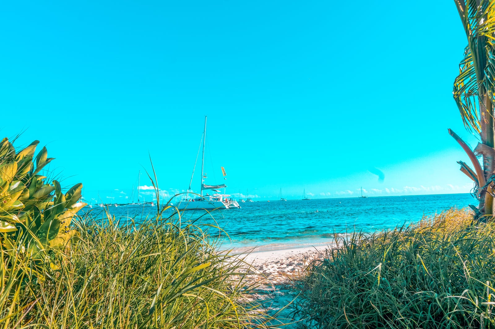Eine lebendige tropische Strandszene mit üppigem Grün im Vordergrund und mehreren Segelbooten, die unter einem strahlenden Himmel auf dem klaren blauen Ozean treiben, perfekt für einen Segeltörn.
