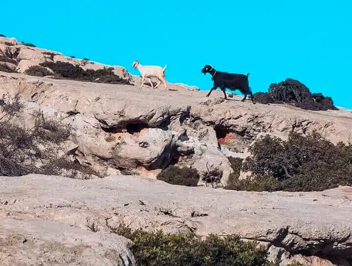 Zwei Hunde, einer weiß und einer schwarz, erkunden spielerisch ein felsiges Gelände unter einem klaren blauen Himmel in der Nähe der Segelyacht.