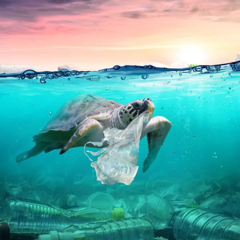 Eine Meeresschildkröte schwimmt unter Wasser inmitten von Plastikmüll, darunter Flaschen und eine Plastiktüte, mit einer geteilten Ansicht, die einen wunderschönen Sonnenuntergang über dem Wasser während eines Segeltörns zeigt.