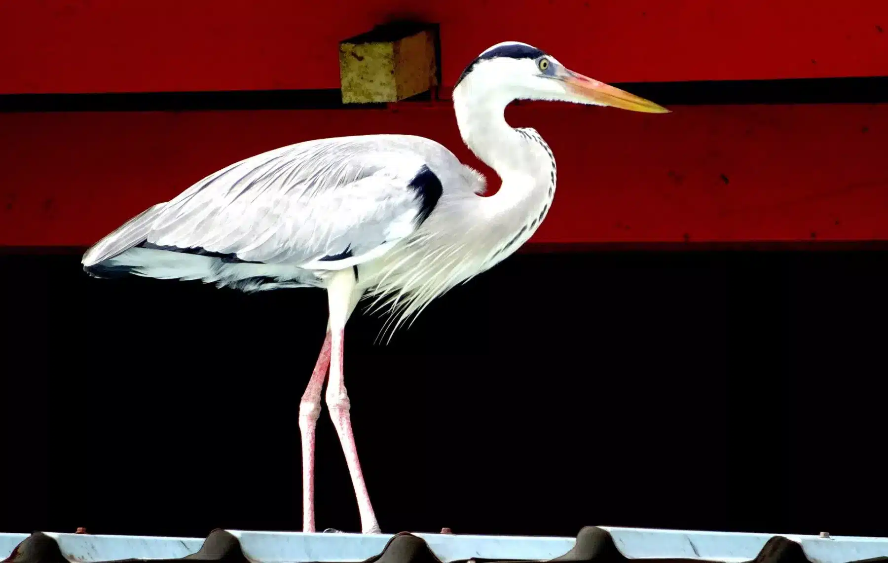 Ein Graureiher steht elegant auf einem Ziegeldach. Seine langen Beine und sein spitzer Schnabel bilden während einer Segelreise einen Kontrast zum leuchtend roten Hintergrund des oberen Gebäudeteils.