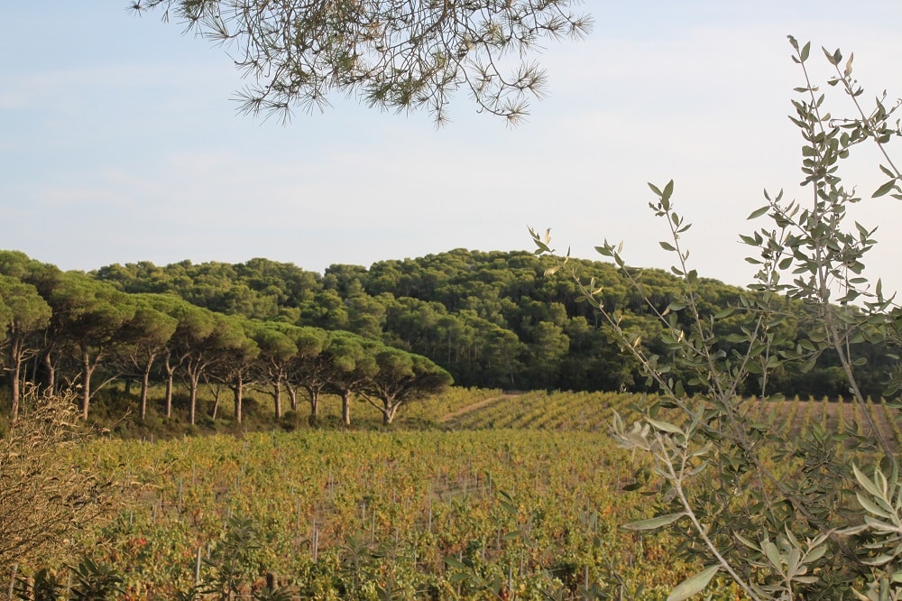 Üppige Landschaft mit Feldfrüchten im Vordergrund, umgeben von verschiedenen Bäumen unter einem klaren blauen Himmel. Olivenzweige rahmen die obere rechte Ecke ein und verleihen der Szene Tiefe, während sie auf eine entfernte Segelyacht am Horizont blickt.