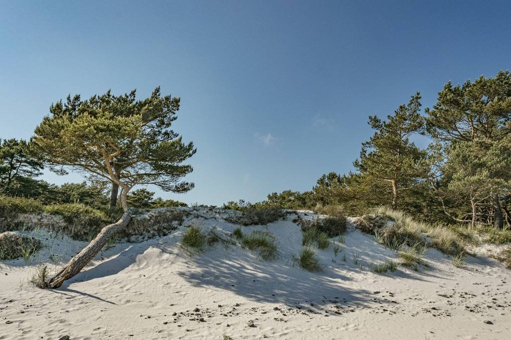 Eine ruhige Küstenszene mit einem Sandstrand mit spärlicher Vegetation und kleinen Grasflächen. Mehrere Kiefern stehen verstreut am Rand der Sanddünen, in deren Nähe ein Katamaran vor Anker liegt, was auf eine idyllische Segelreise unter dem klaren, blauen Himmel hindeutet.