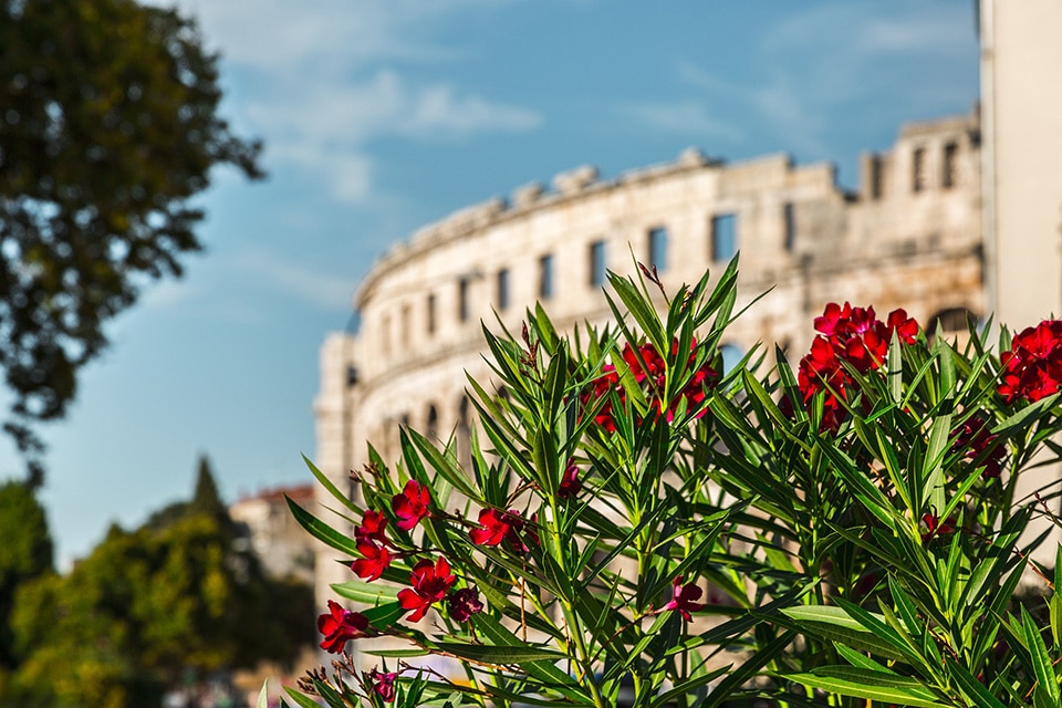 Im Vordergrund sind rote Blumen und leuchtend grüne Blätter scharf zu erkennen, im Hintergrund das verschwommene Kolosseum im antiken Rom unter einem klaren blauen Himmel.