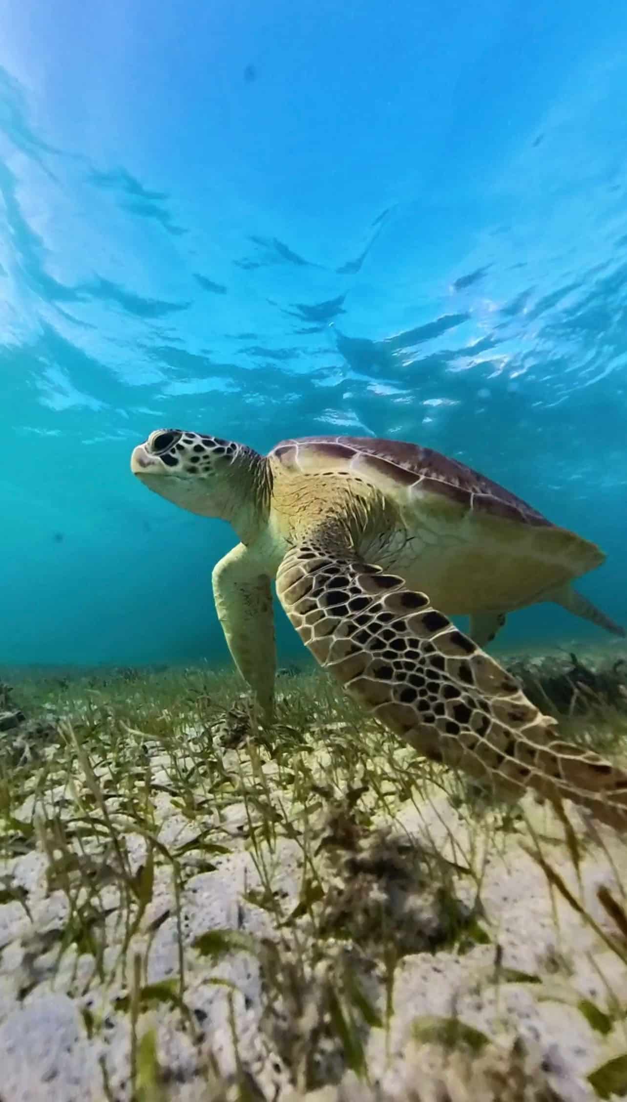 Eine Meeresschildkröte, die über einem sandigen Meeresboden in klarem, blauem Wasser schwimmt. Im Hintergrund sind ein leicht verschwommener Schwarm kleiner Fische und eine Segelyacht zu sehen.