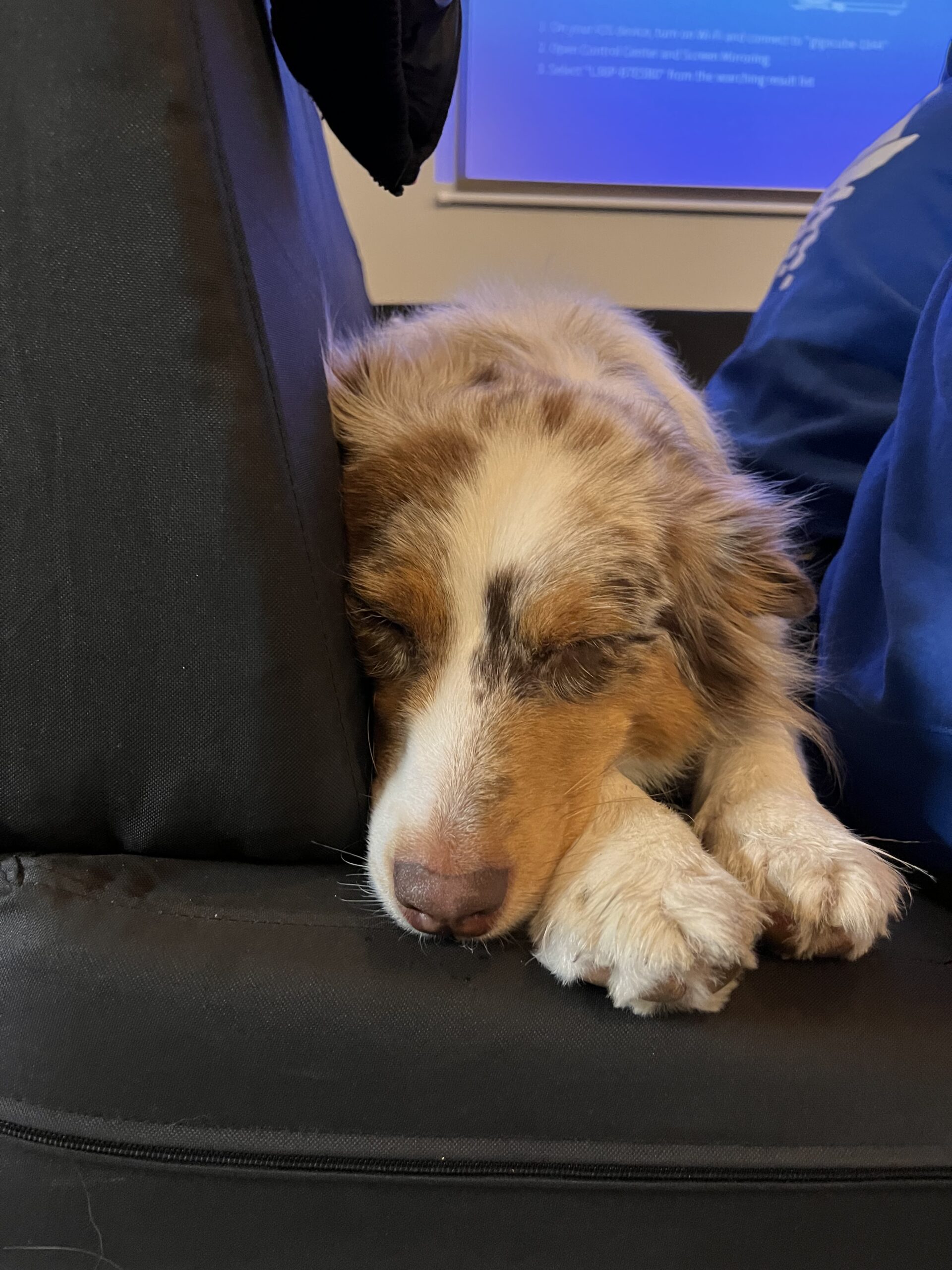 Ein Red-Merle-Australian Shepherd-Hund macht ein Nickerchen, sein Kopf ruht auf einem schwarzen Kissen, im Hintergrund sind die Beine einer Person in Bluejeans während einer Segelreise eingerahmt.