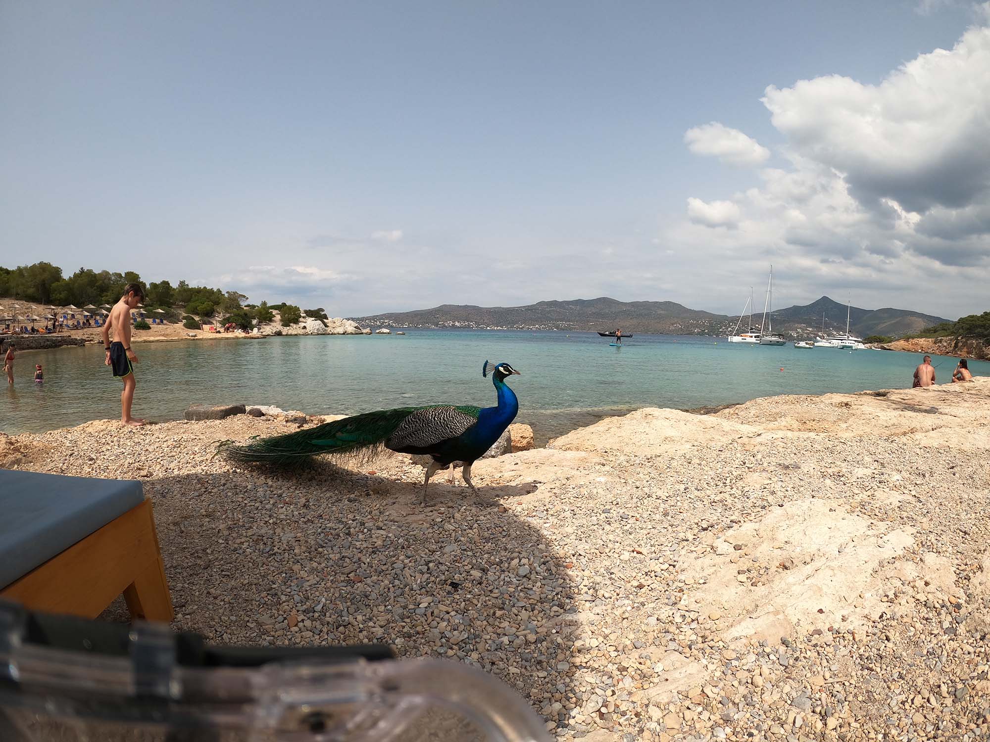 Eine Strandszene mit einem Pfau, der auf einem felsigen Ufer in der Nähe des Wassers steht. Im Hintergrund sonnen sich Menschen und schwimmen. Segelboote und ein Katamaran treiben gemächlich über ein ruhiges Meer unter einem teilweise bewölkten Himmel. Entfernte Hügel tragen zur ruhigen Aussicht bei, während im Vordergrund eine Schutzbrille liegt.