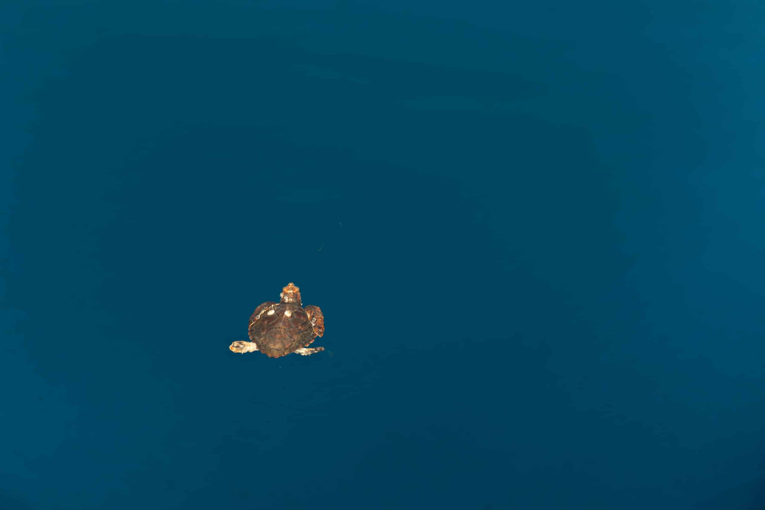 Eine einsame Meeresschildkröte schwimmt im tiefen, klaren, blauen Ozeanwasser. Panzer und Flossen der Schildkröte sind sichtbar, während sie ruhig durch die weite, leere Fläche gleitet und sich wie ein ruhiger Reisender auf eine Atlantiküberquerung begibt.
