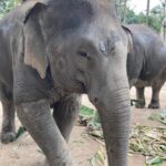 Youngline – Phuket - Bild 3