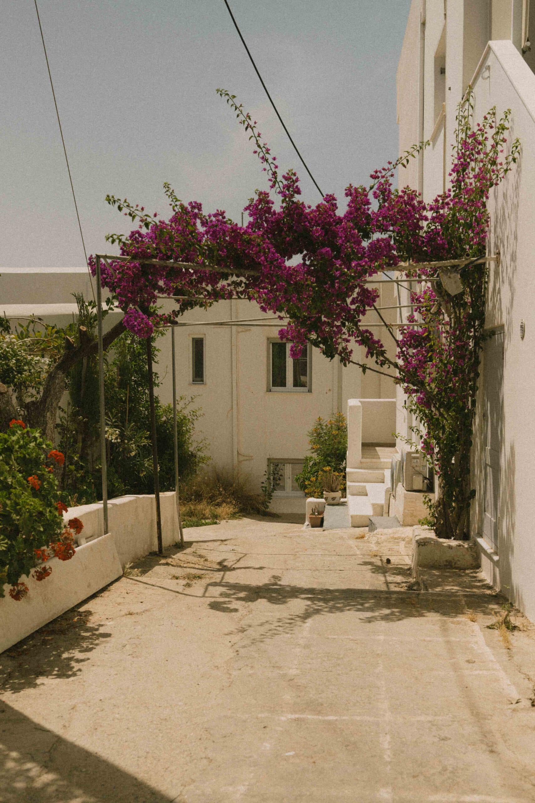 Eine sonnenbeschienene Gasse mit weißen Gebäuden und leuchtend violetten Bougainvillea-Ranken, die sich über den Gehweg wölben, weckt Erinnerungen an eine Segelreise nach Griechenland. Am Ende der Gasse sitzt eine Katze, die der ruhigen, mediterranen Szene eine malerische Note verleiht.