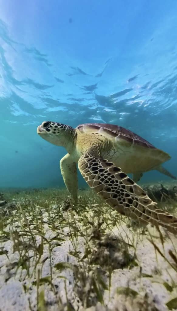 Eine Meeresschildkröte schwimmt anmutig durch das klare blaue Wasser von Martinique, einer französischen Überseeregion in der Karibik. Knapp über dem mit Seegras bedeckten Meeresboden dringt Sonnenlicht durch und beleuchtet den gemusterten Panzer und die Flossen der Schildkröte, während sie durch ihren Unterwasserlebensraum gleitet.