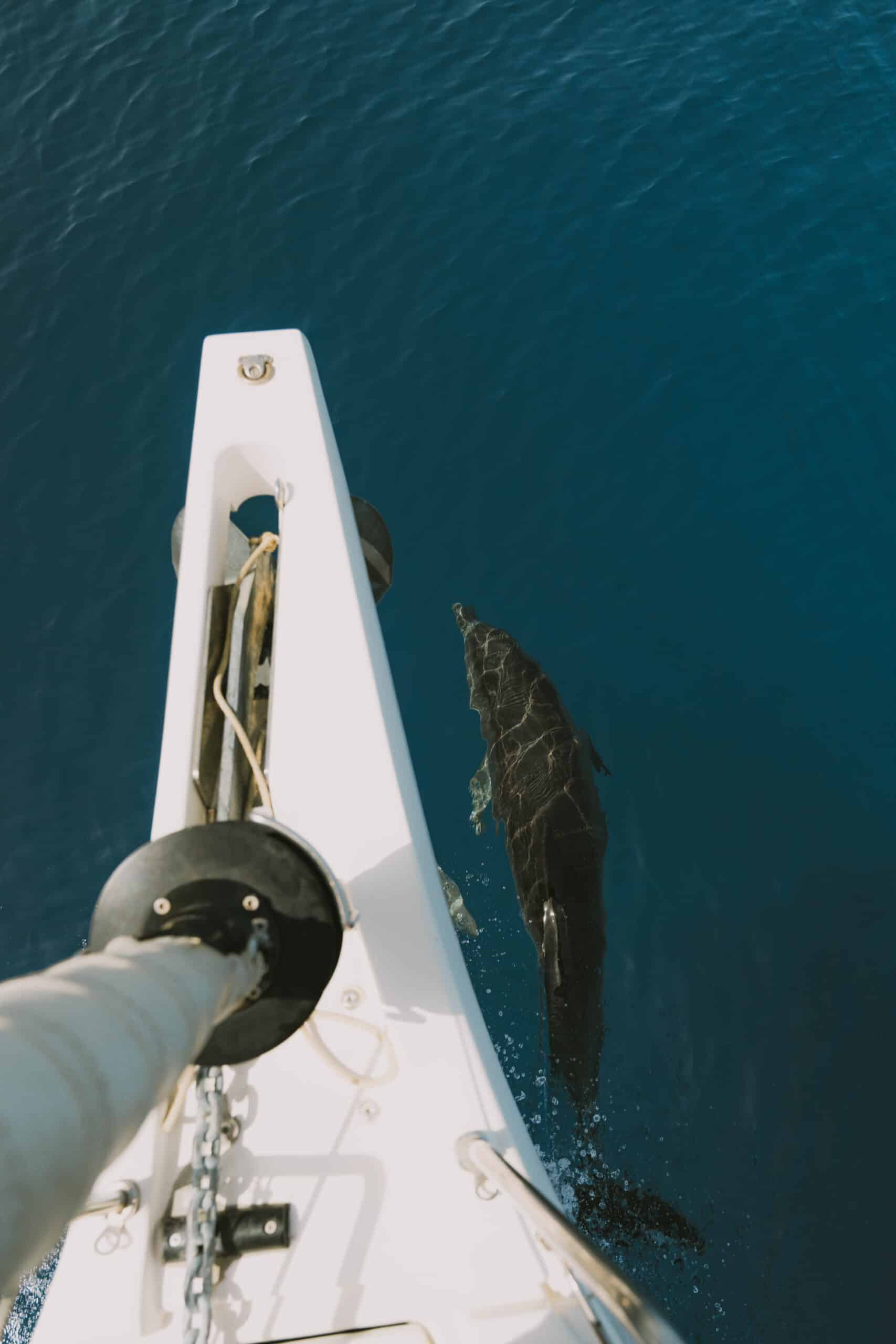 Ein Blick von vorne auf ein Segelboot während einer Segeltour. Man sieht einen Delfin, der im klaren, blauen Ozeanwasser neben einem schwimmt. Im Vordergrund sind der Anker und die Seile des Bootes zu sehen.