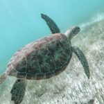 Youngline – Martinique - Bild 2
