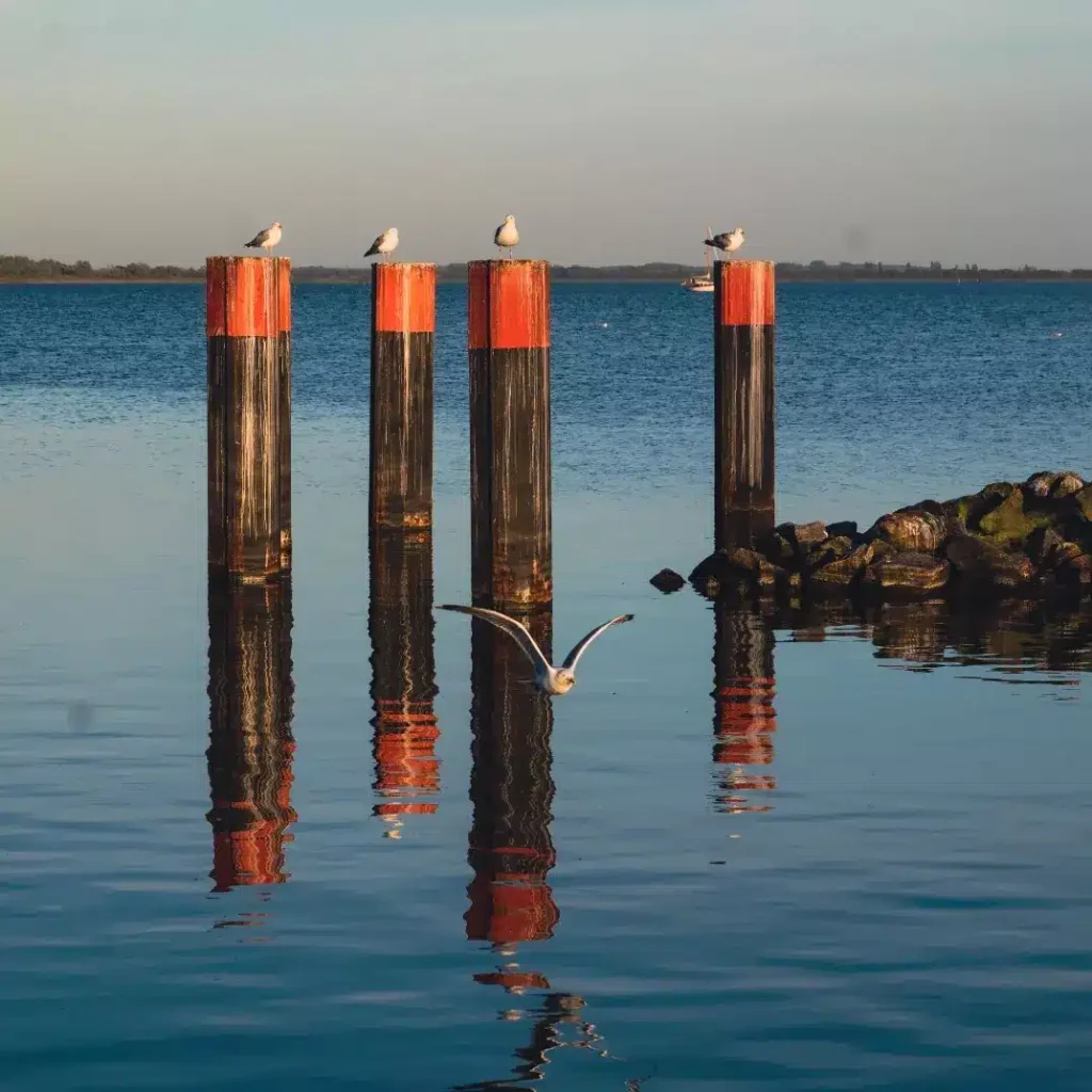 Sechs Möwen mit orangefarbenen Kappen sitzen auf Holzpfosten, aufgereiht im ruhigen Wasser, das ihr Bild widerspiegelt. Eine Möwe fliegt in der Nähe des Wassers neben einer Segelyacht.