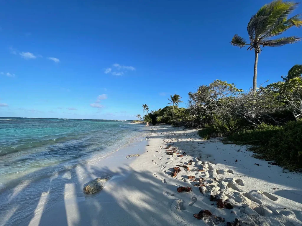 Ein wunderschöner tropischer Strand mit klarem, blauem Wasser, weißem Sand und verstreutem Seegras. Palmen und grünes Laub säumen das Ufer unter einem strahlend blauen Himmel mit ein paar flauschigen Wolken. Im Vordergrund ist der Schatten eines Baumes auf dem Sand zu sehen, was auf ferne Abenteuer auf einer Segelyacht während Ihres Segelurlaubs hindeutet.