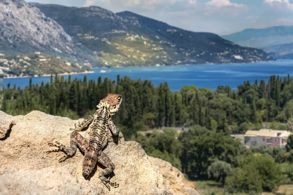 Eine Eidechse thront auf einer felsigen Oberfläche, mit einer malerischen See- und Berglandschaft im Hintergrund unter einem klaren Himmel während eines Segelurlaubs.